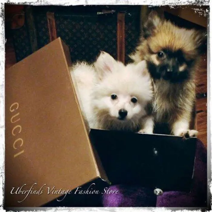 Designer Pups(pomspitz)