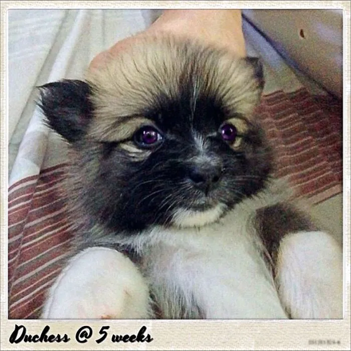 Her Royal Duchess(pomspitz)
