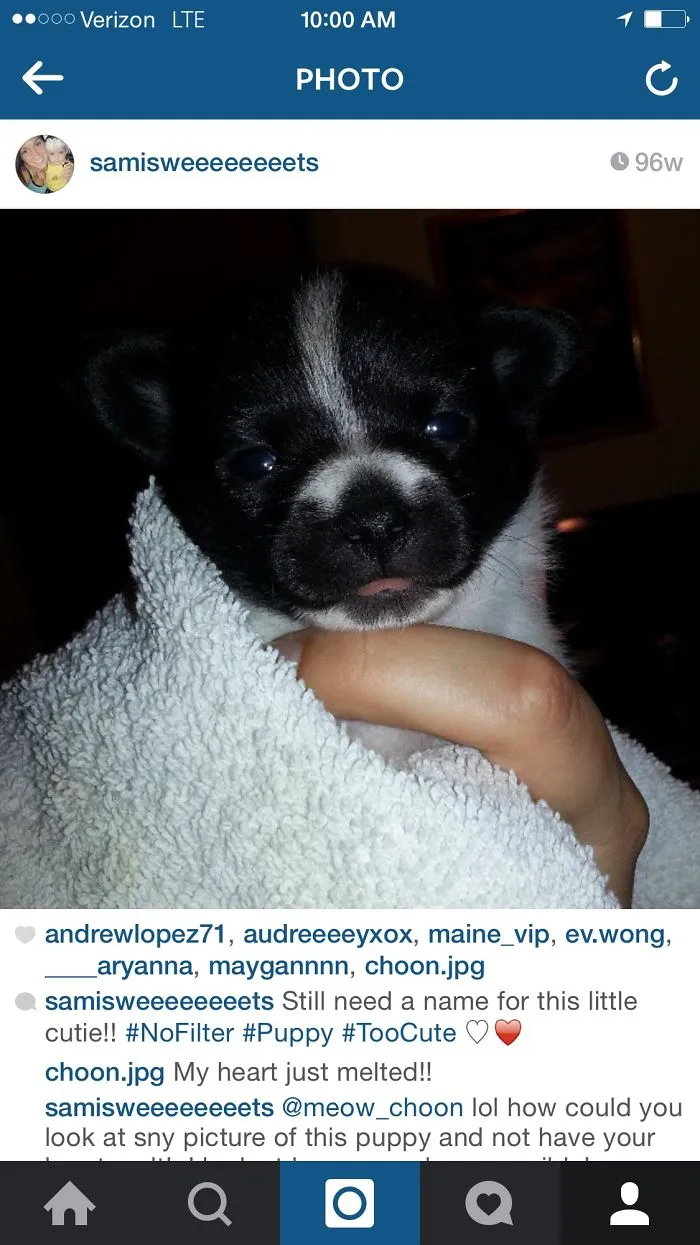 When My Chihuahua Was A Puppy She Looked Like A Bear!
