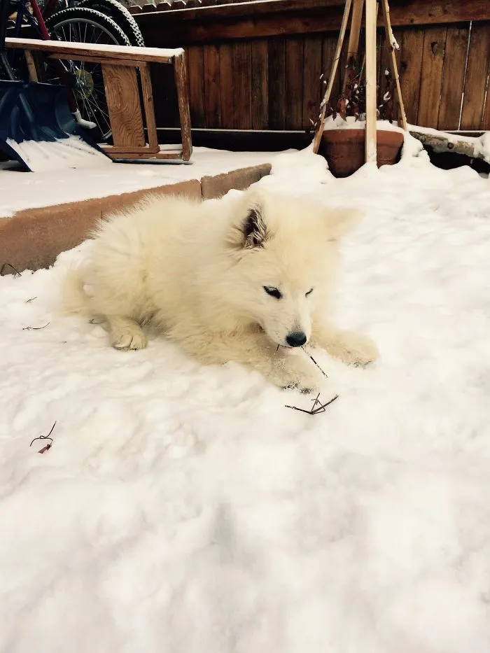 Polar Bear Cub