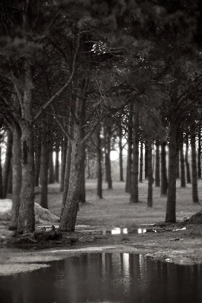 White Pine Canopy