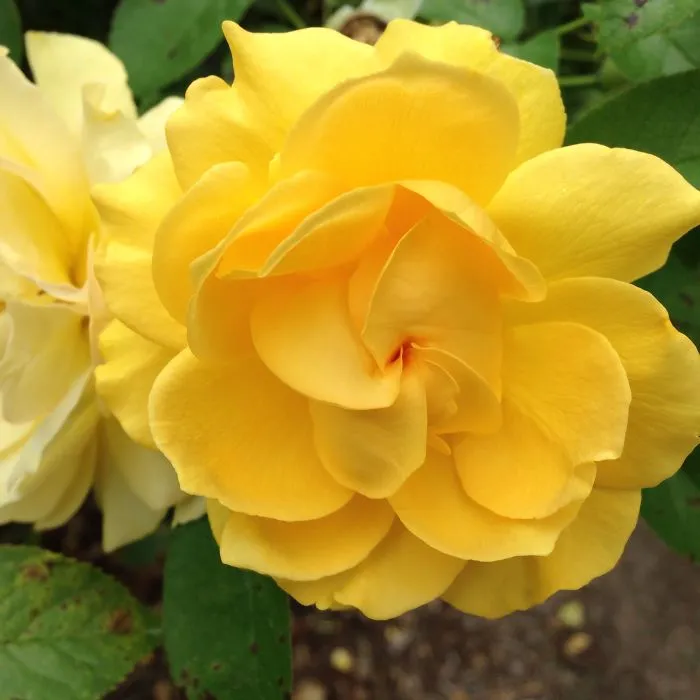 Bloom