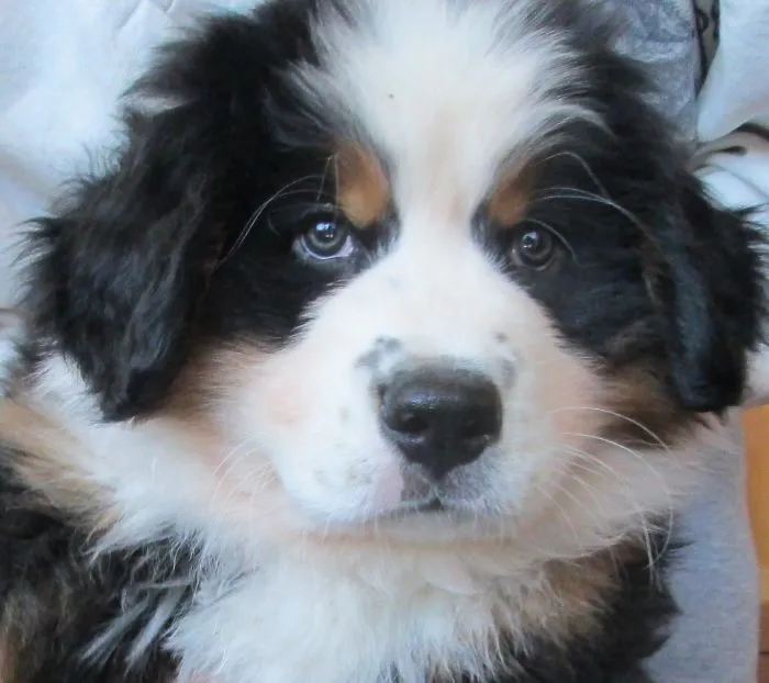 Beau