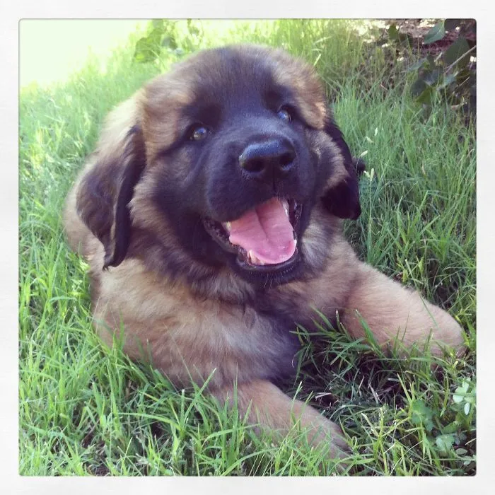 Leonberger Puppy
