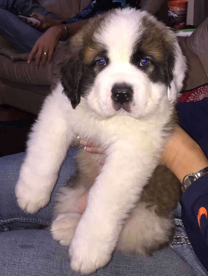 St. Bernard