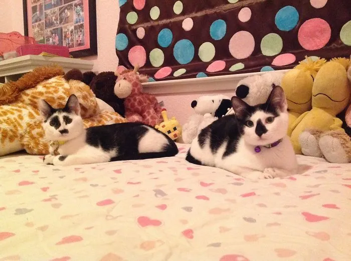 My Panda Cat
