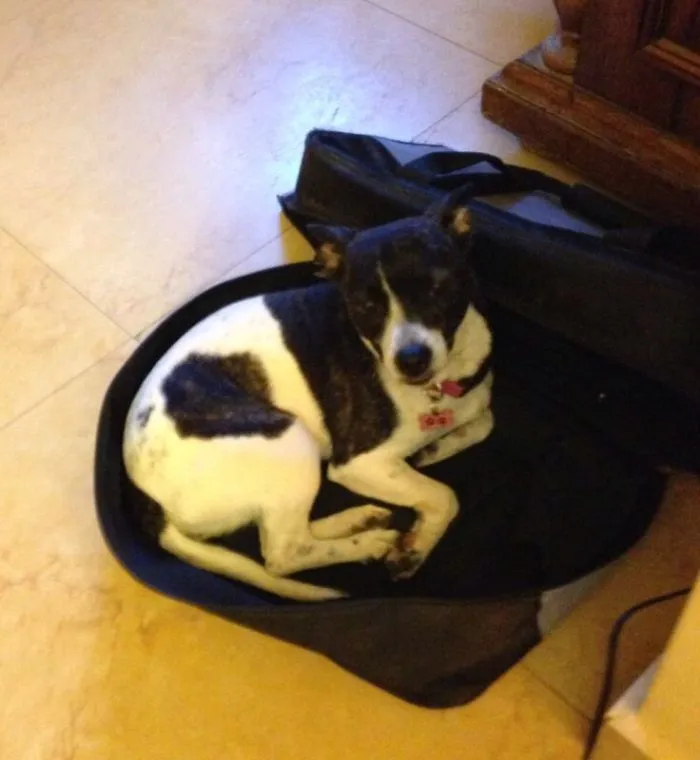 159 Dogs Who Suck At Hide-And-Seek