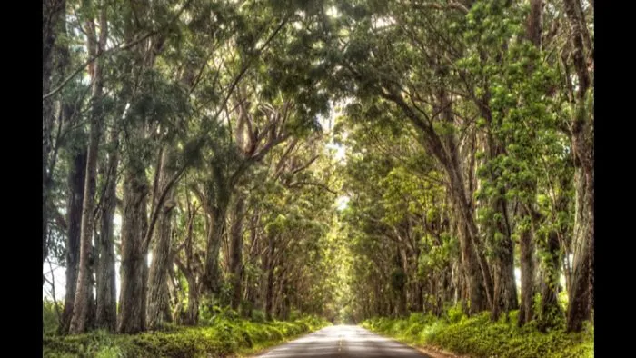 Kaua'i Tree Tunnel