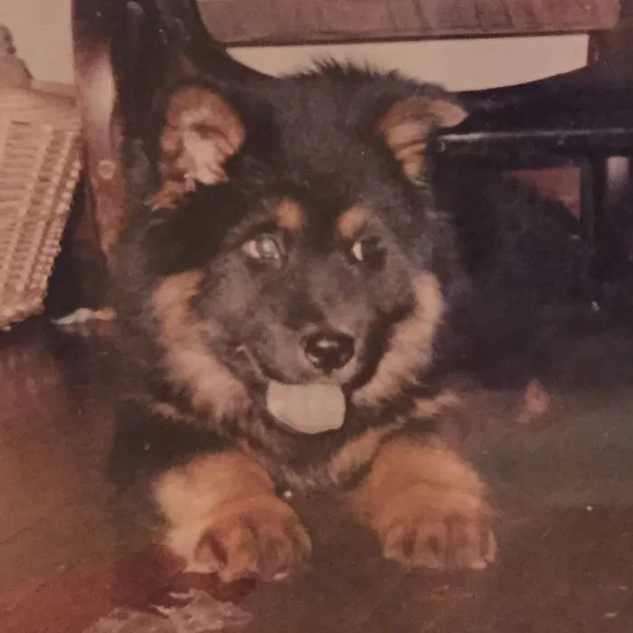 Zuko - Rott/chow Mix