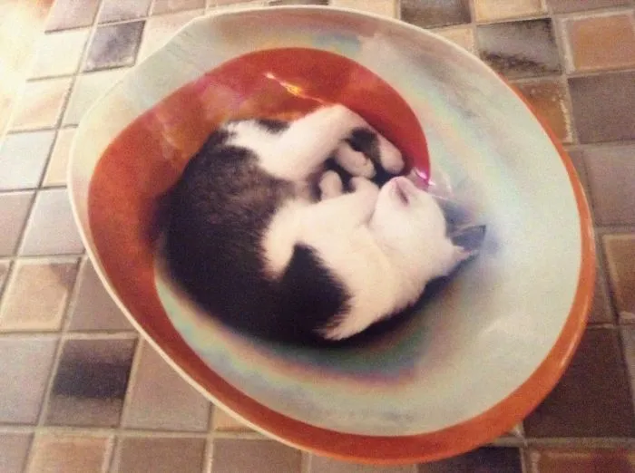 Fibonacci Dreams