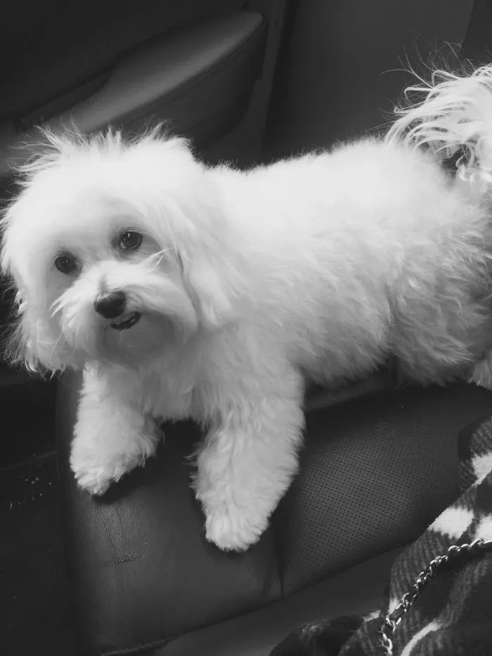 Maltese Puppy