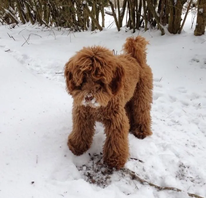 Australian Labradoodle