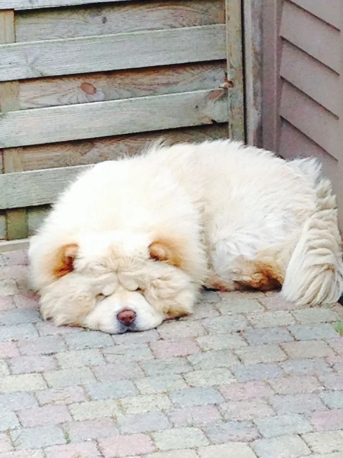 Buddha-chow Chow