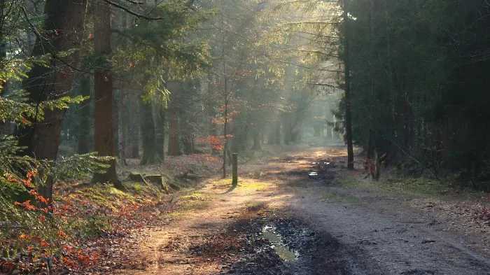 Haagse Bos, The Netherlands