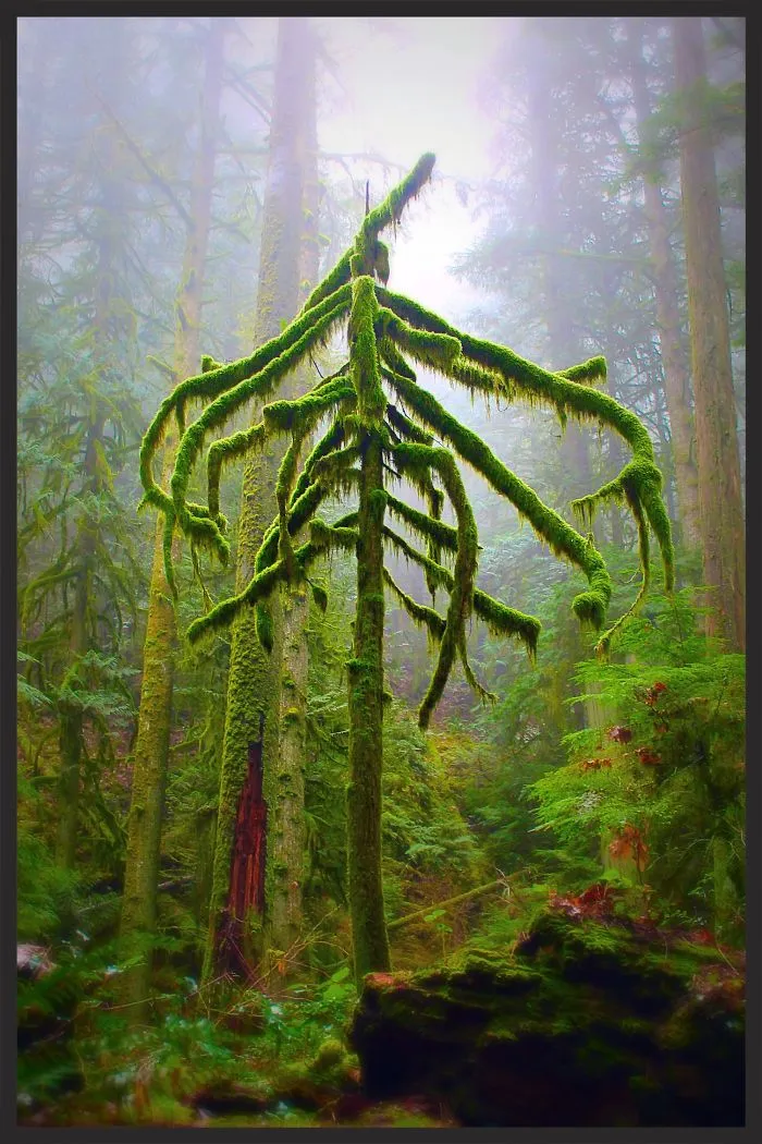 Whyte Lake Mossy Forest, British Columbia