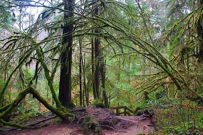 Rain Forest,  Lynn Canyon, British Columbia