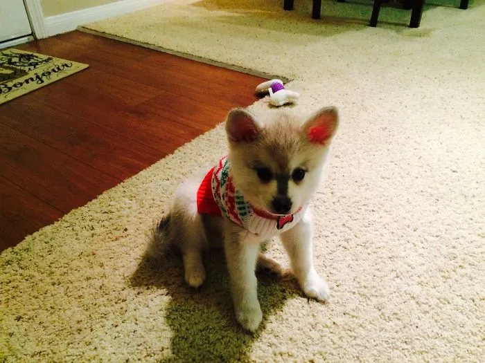 Alaskan Klee Kai
