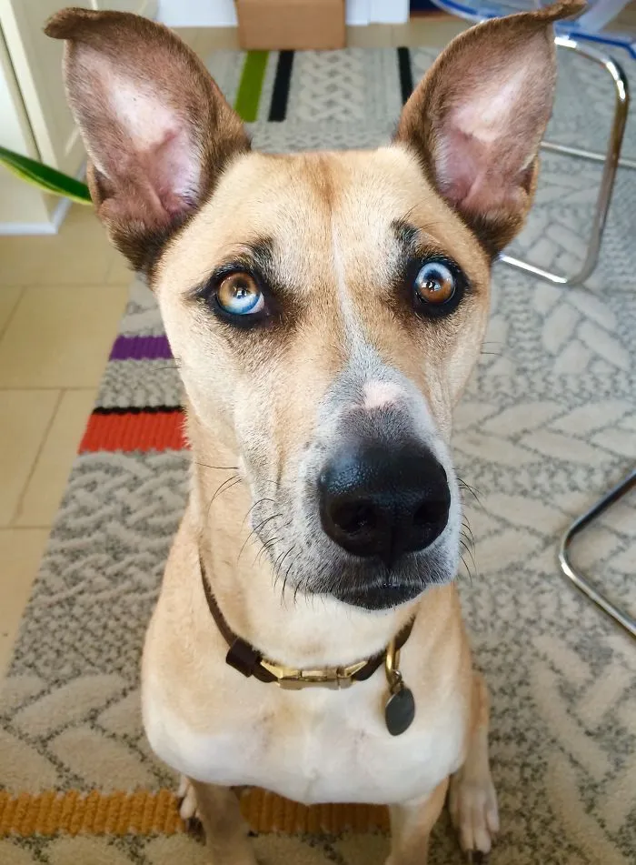122 Unusually Beautiful Animals With Different-Colored Eyes