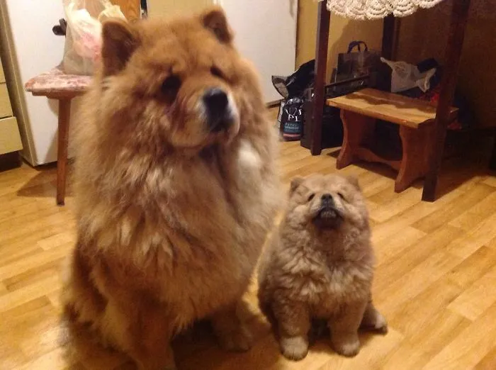 Two Buddies
