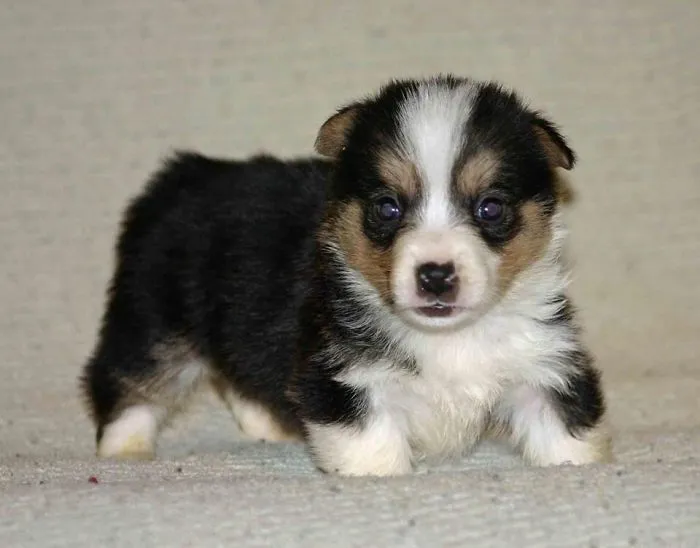 Lil' Louie