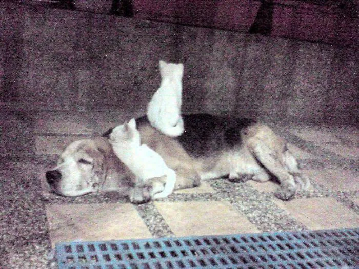 80 Cats Who Use Dogs As Pillows