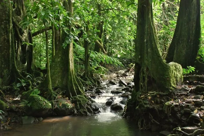 Mountain Forest, Island Of Moorea, French Polynesia