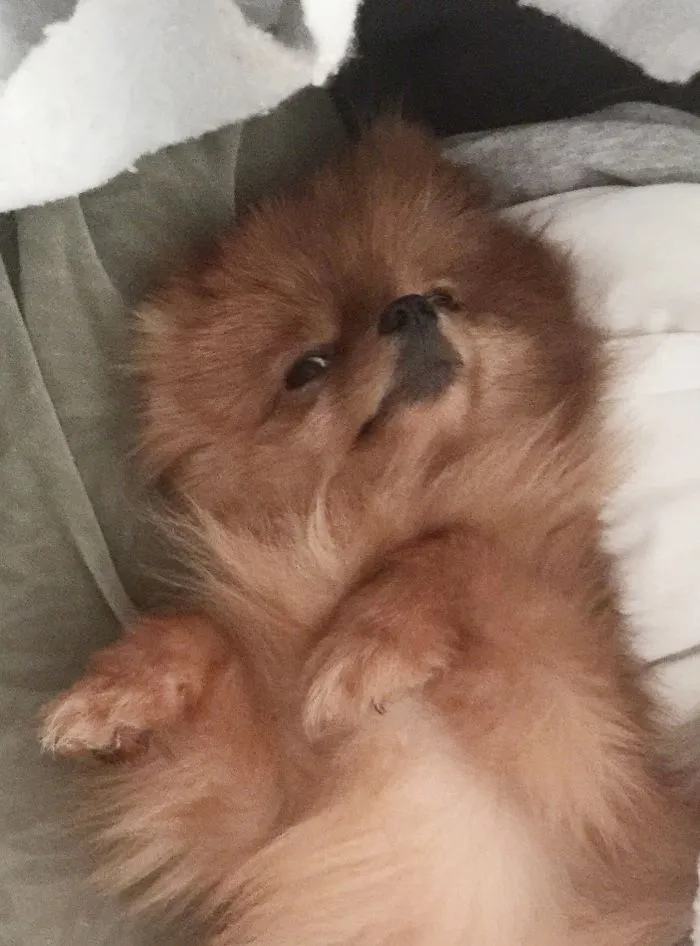 Puppet Or Puppy!