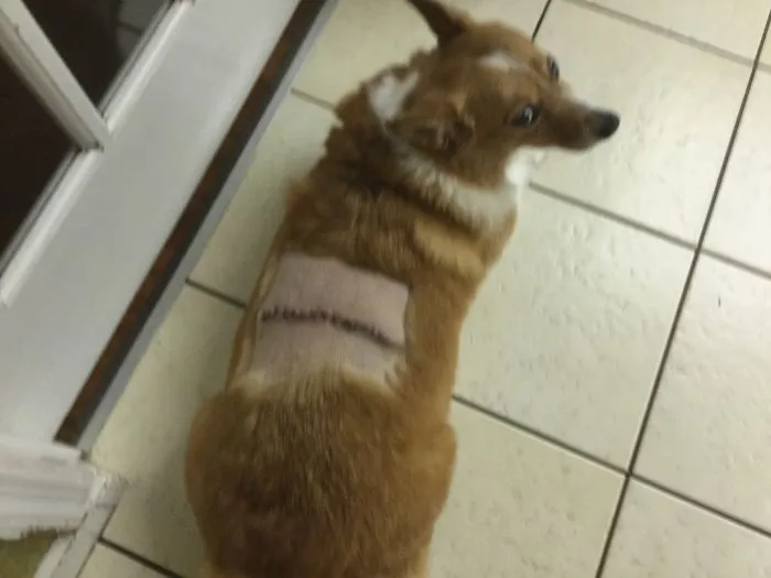 Zipper Dog