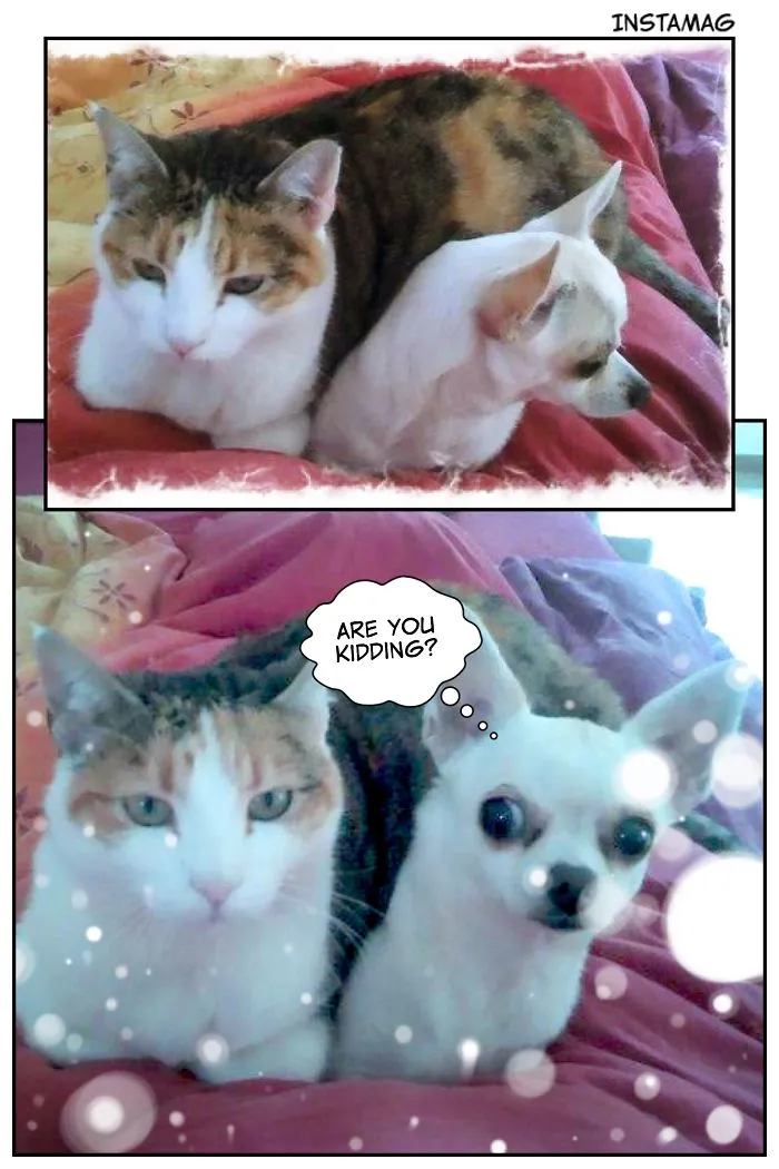 80 Cats Who Use Dogs As Pillows