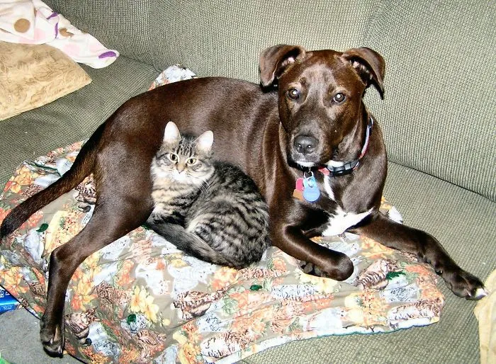 80 Cats Who Use Dogs As Pillows