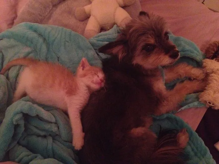 80 Cats Who Use Dogs As Pillows