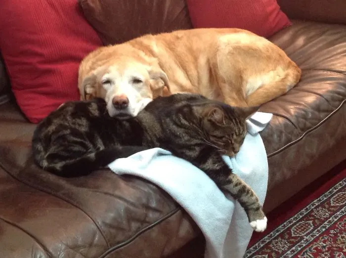80 Cats Who Use Dogs As Pillows