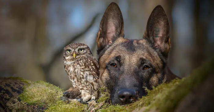 The Unlikely Friendship Of A Dog And An Owl