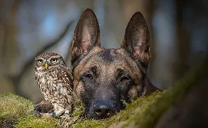The Unlikely Friendship Of A Dog And An Owl
