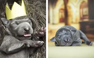 Italian Greyhound Puppies Enjoying Their Sweet Life