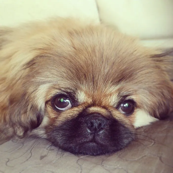 Pekingese Puppy