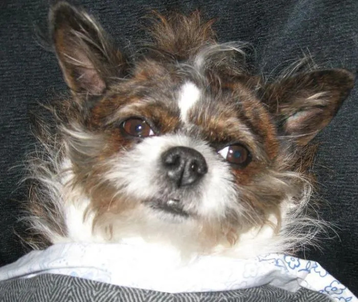 My Shitihuahua