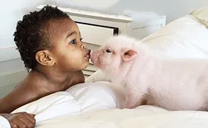 The Heartmelting Friendship Of A 2-Year-Old Girl And Her Piglet