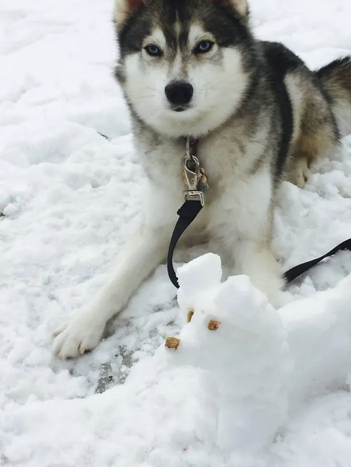 Dog Treat Face Didn't Last Long!