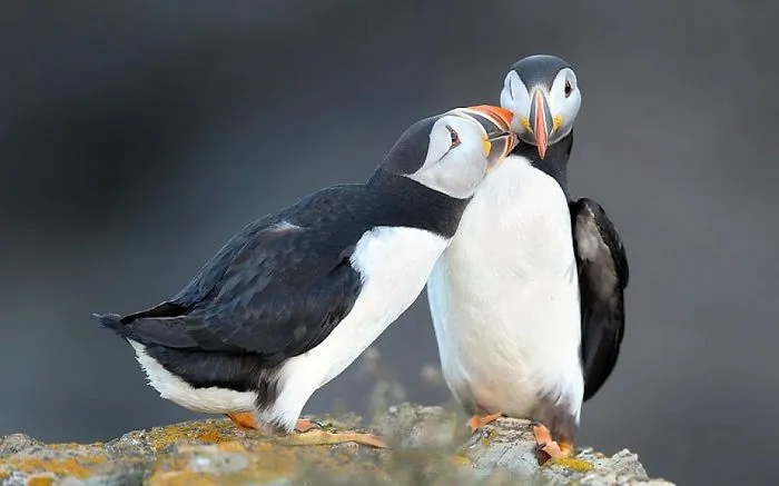 Give Me A Kiss