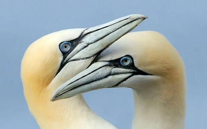 Loving Birds