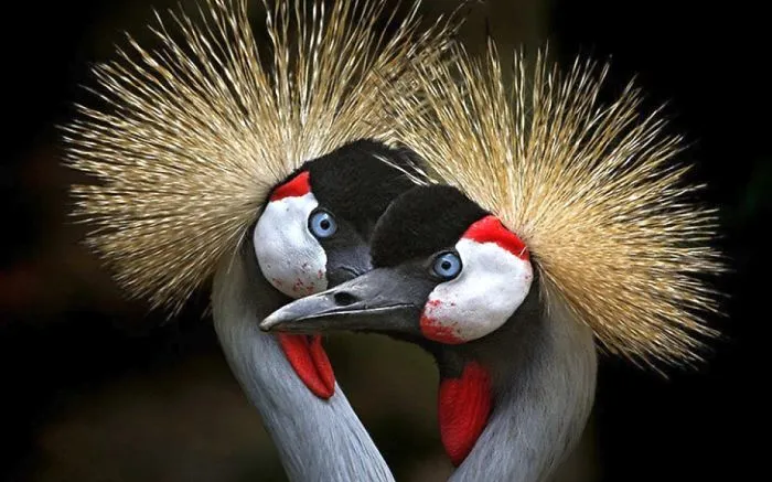 Beautiful Couple