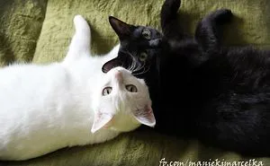 Cats. It Don't Matter If They're Black Or White