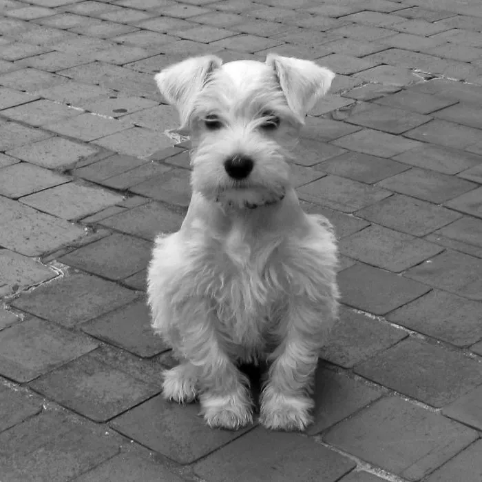 White Schnauzer