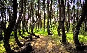 132 Mysterious Forests You'd Love To Get Lost In