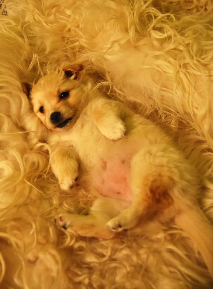 Italian Spitz