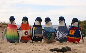 Australia's Oldest Man Knits Tiny Sweaters For Injured Penguins