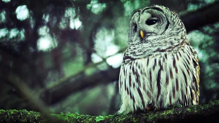 112 Majestic Owls Caught On Camera
