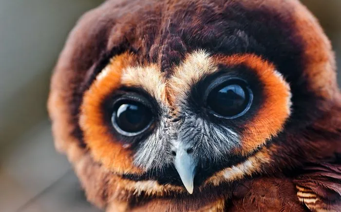 112 Majestic Owls Caught On Camera