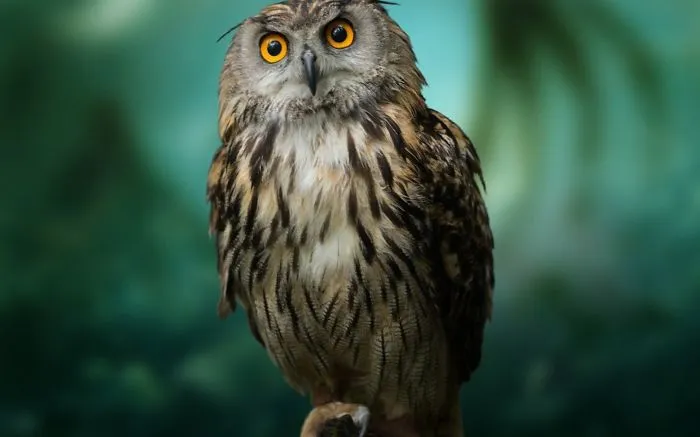 112 Majestic Owls Caught On Camera